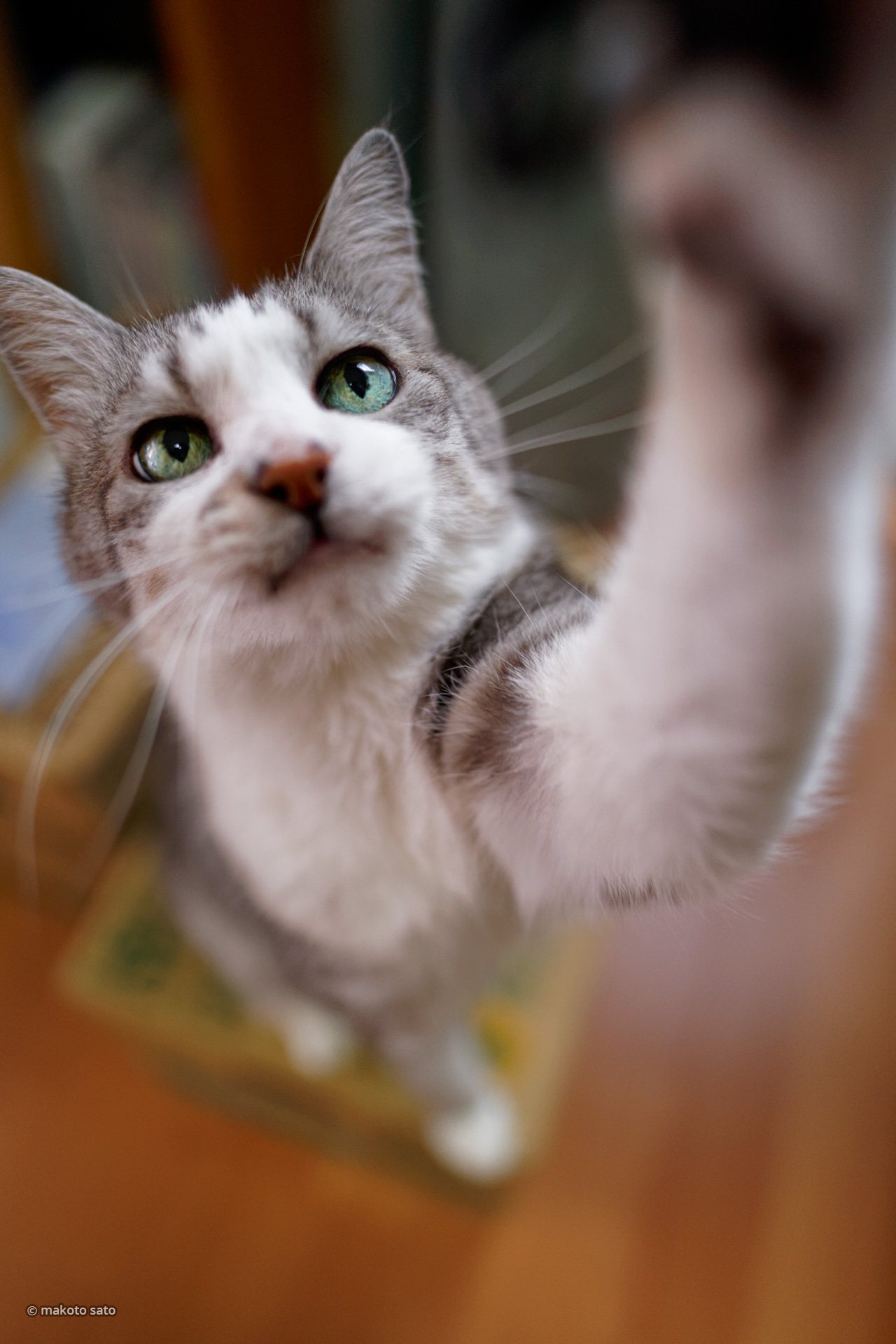 ひさびさの猫パンチ Catlife 猫写真 猫壁紙 猫写真家 佐藤誠