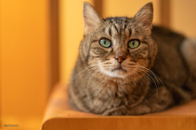 満18歳を迎えたキンタ