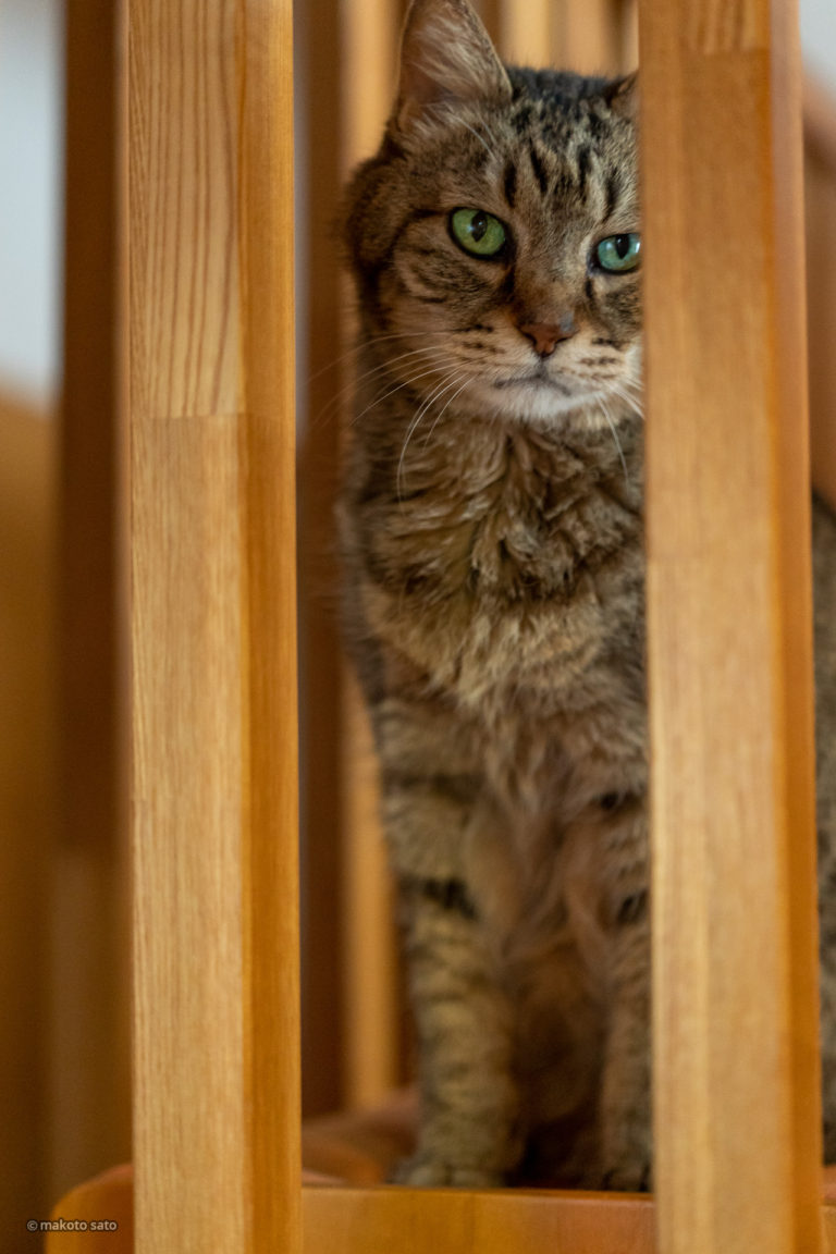 満18歳を迎えたキンタ