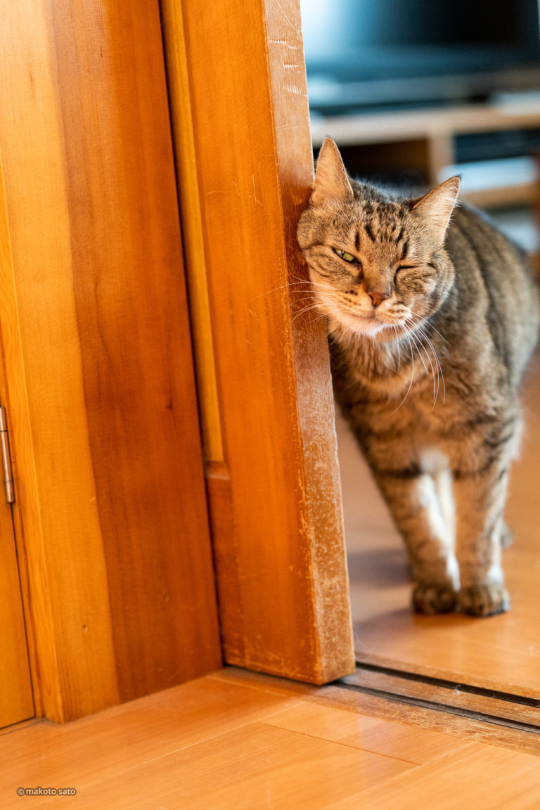 満18歳を迎えたキンタ