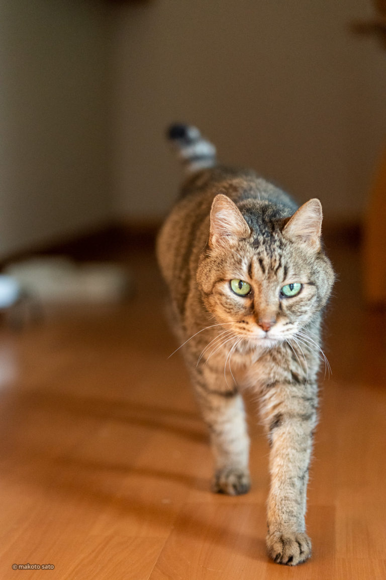 満18歳を迎えたキンタ