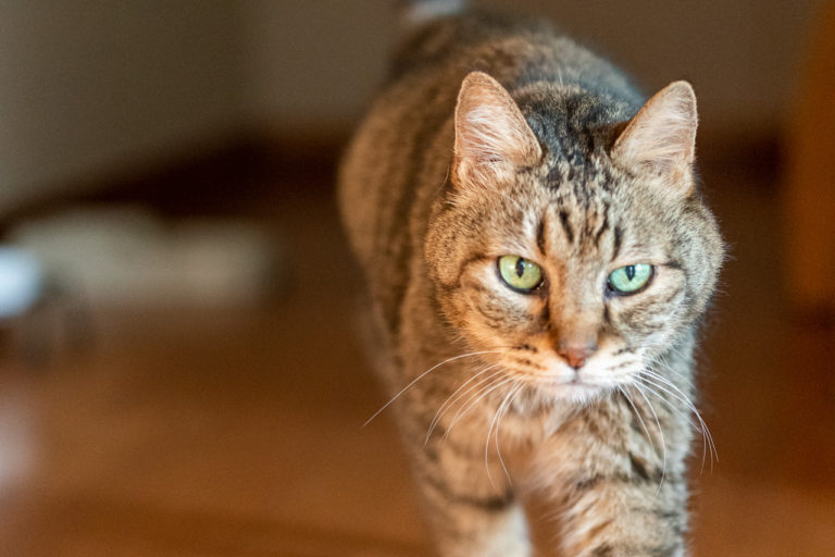 満18歳を迎えたキンタ