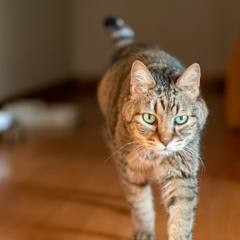 満18歳を迎えたキンタ