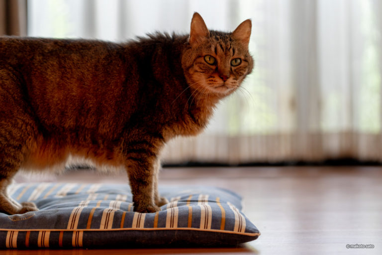 満18歳を迎えたキンタ