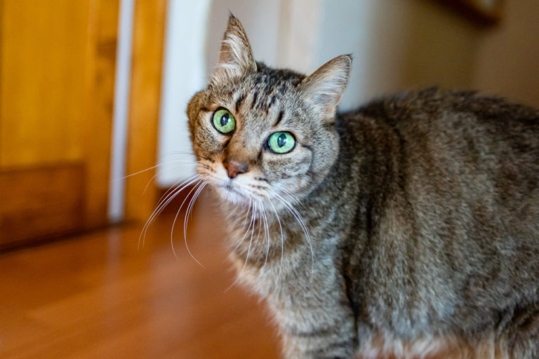 2021年11月17日のキンタ