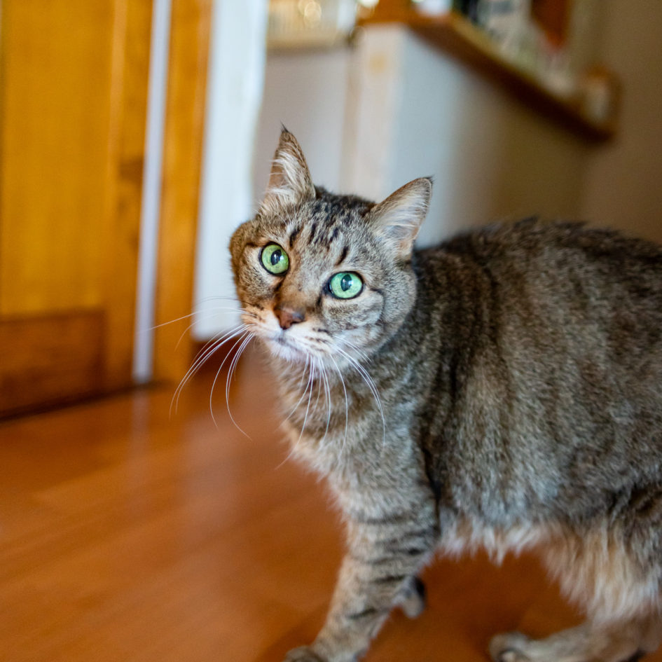 2021年11月17日のキンタ