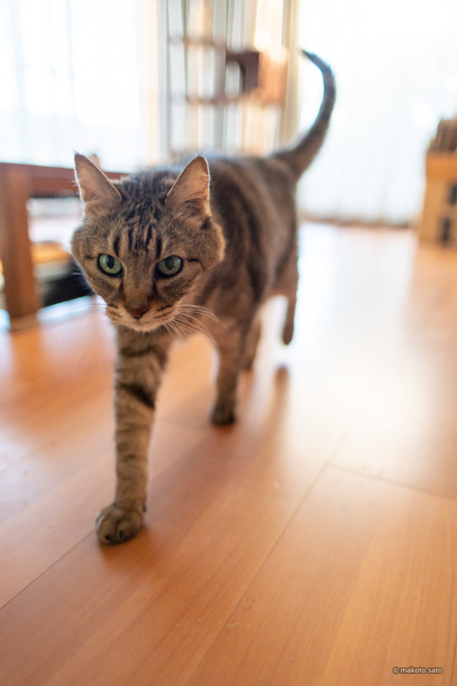 2021年11月17日のキンタ