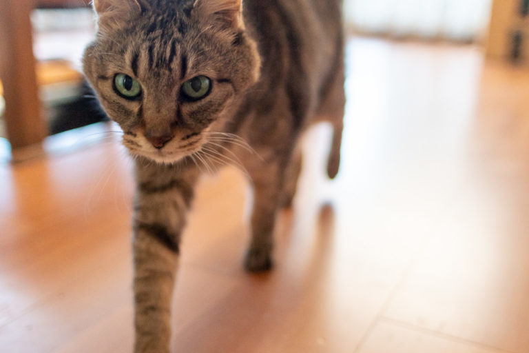 2021年11月17日のキンタ