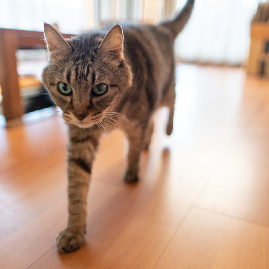 2021年11月17日のキンタ