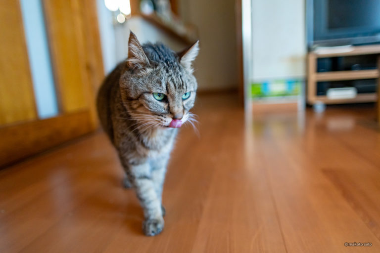 2021年11月17日のキンタ