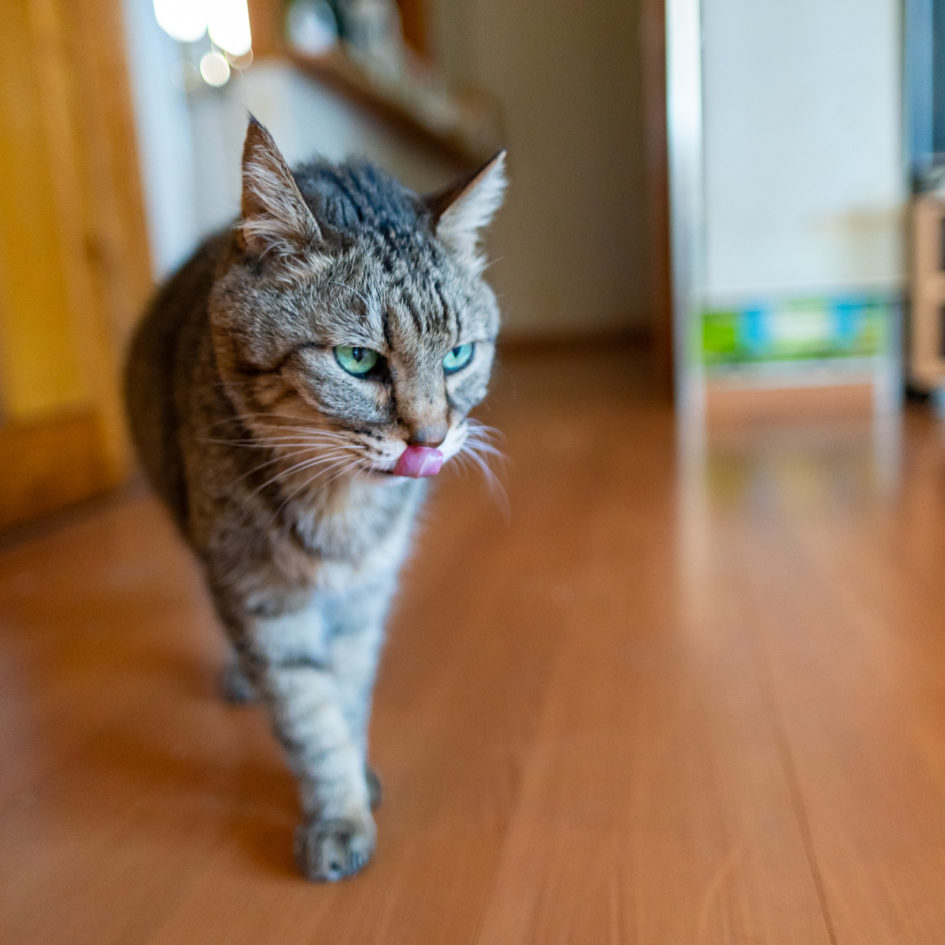 2021年11月17日のキンタ