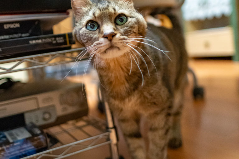 2021年11月18日のキンタ