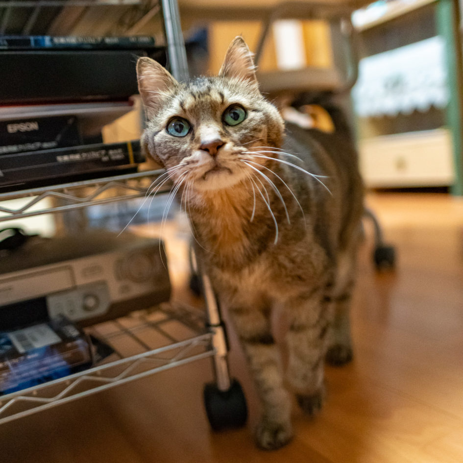 2021年11月18日のキンタ