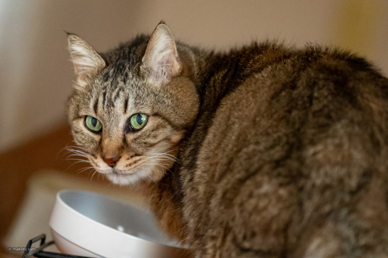 2021年11月26日のキンタ