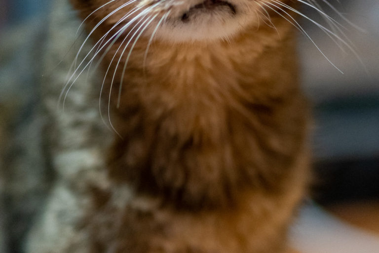 2021年11月26日のキンタ