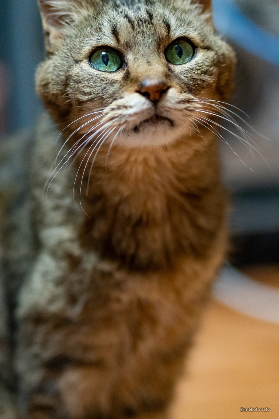 2021年11月26日のキンタ