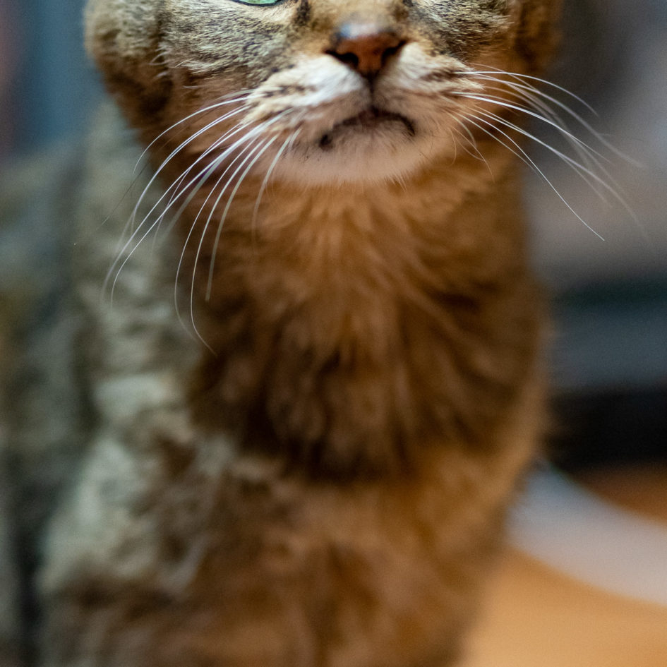 2021年11月26日のキンタ