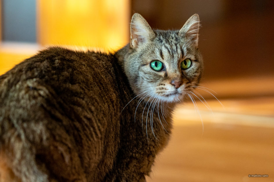 振り向くキンタ