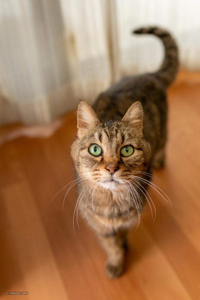 スーパー猫の日のキンタ