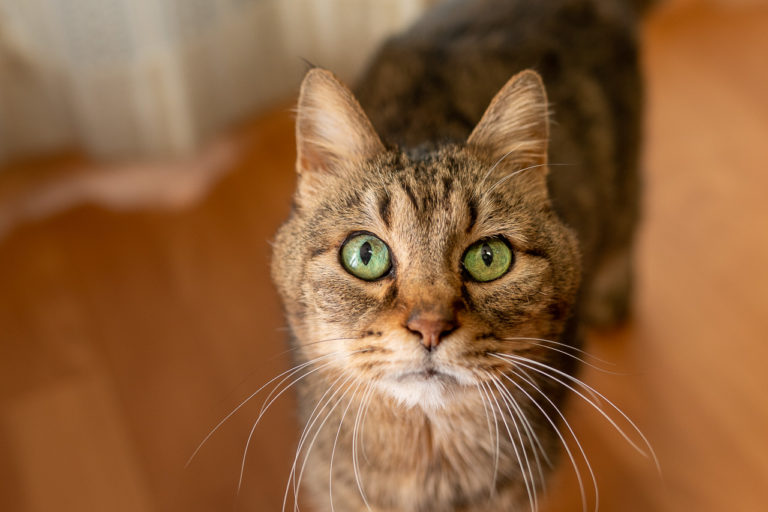 スーパー猫の日のキンタ