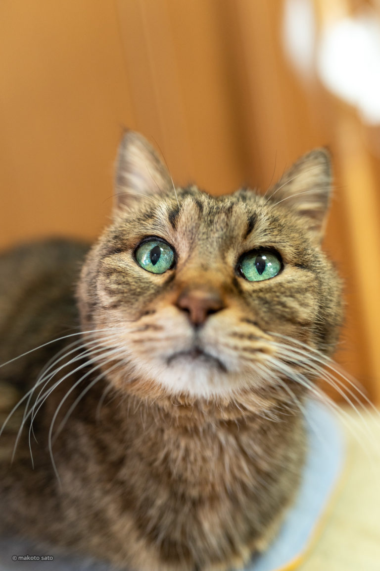 スーパー猫の日のキンタ