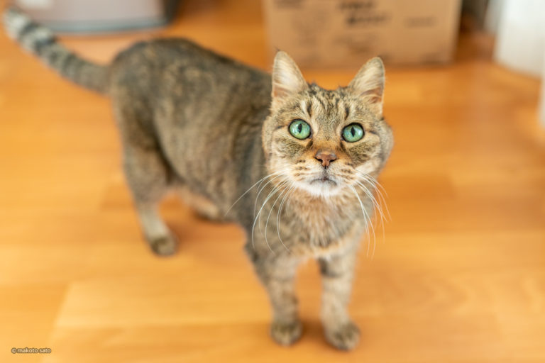 スーパー猫の日のキンタ