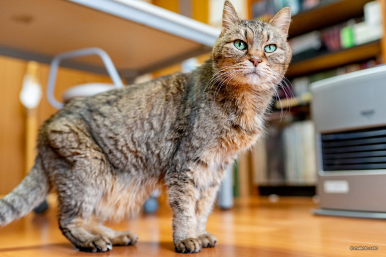 スーパー猫の日のキンタ