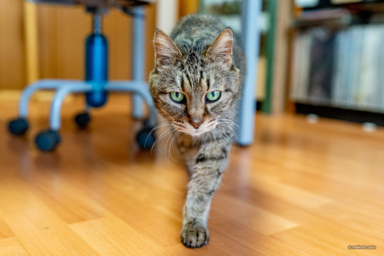 スーパー猫の日のキンタ