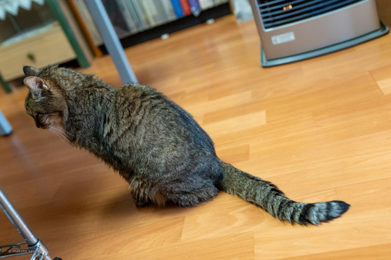 スーパー猫の日のキンタ