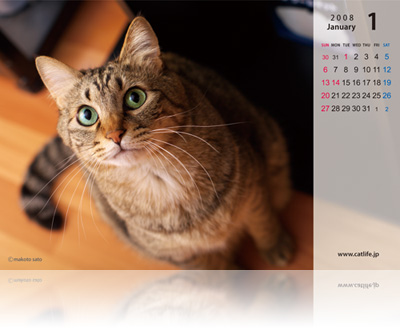CatLife卓上カレンダー［2008年版］