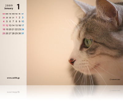 CatLife卓上カレンダー［2009年版］