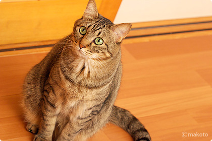 Cat Life 猫写真ギャラリーに新作追加（2006/11/12）