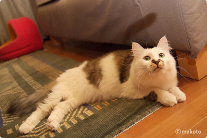 Cat Life 猫写真ギャラリーに新作追加（2006/11/19）
