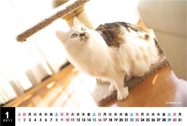 CatLife卓上カレンダー［2011］