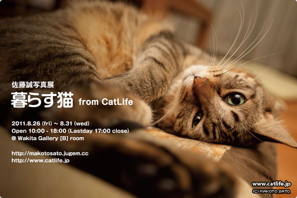 暮らす猫 from CatLife